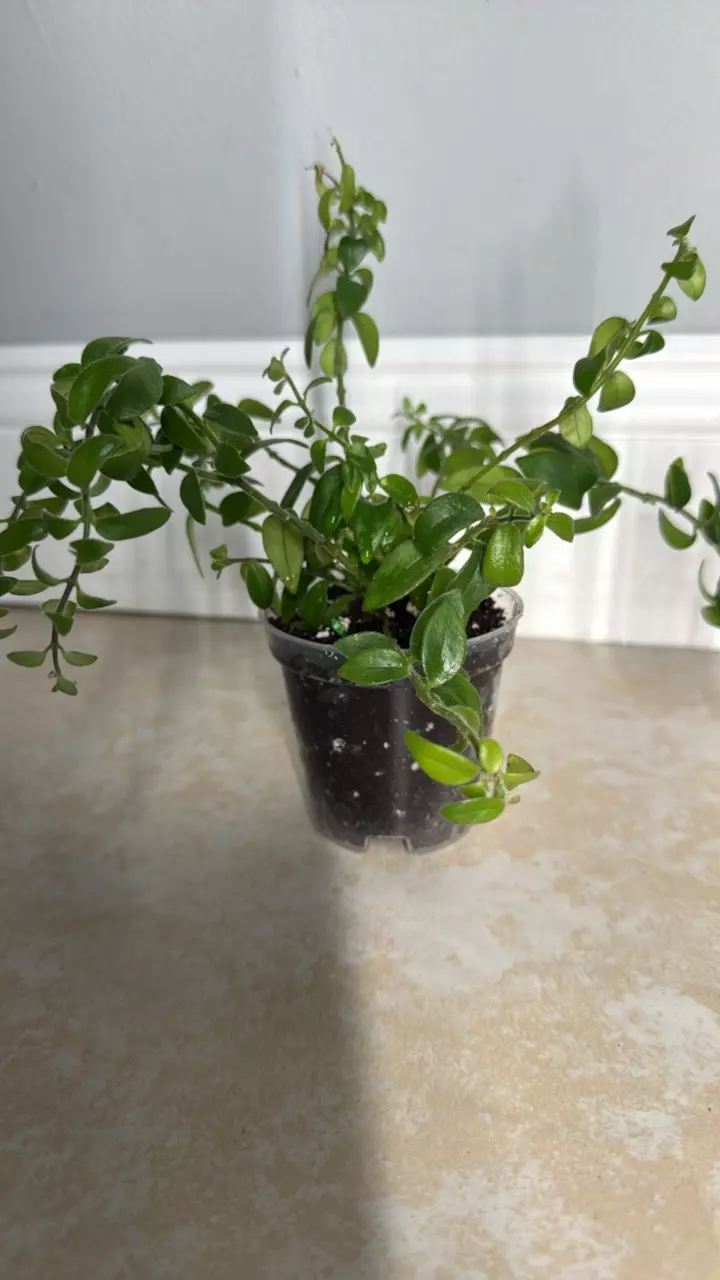 plant/Lipstick Rasta-0