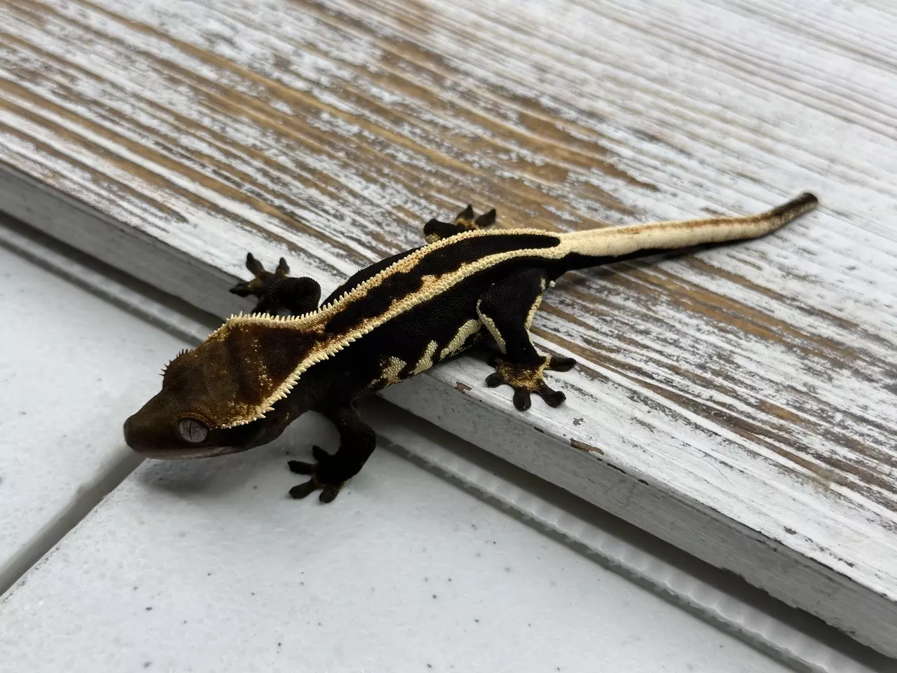 plant/3631r5 HOLDBACK black and white super eb-1