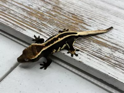 plant/3631r5 HOLDBACK black and white super eb-1-thumbnail