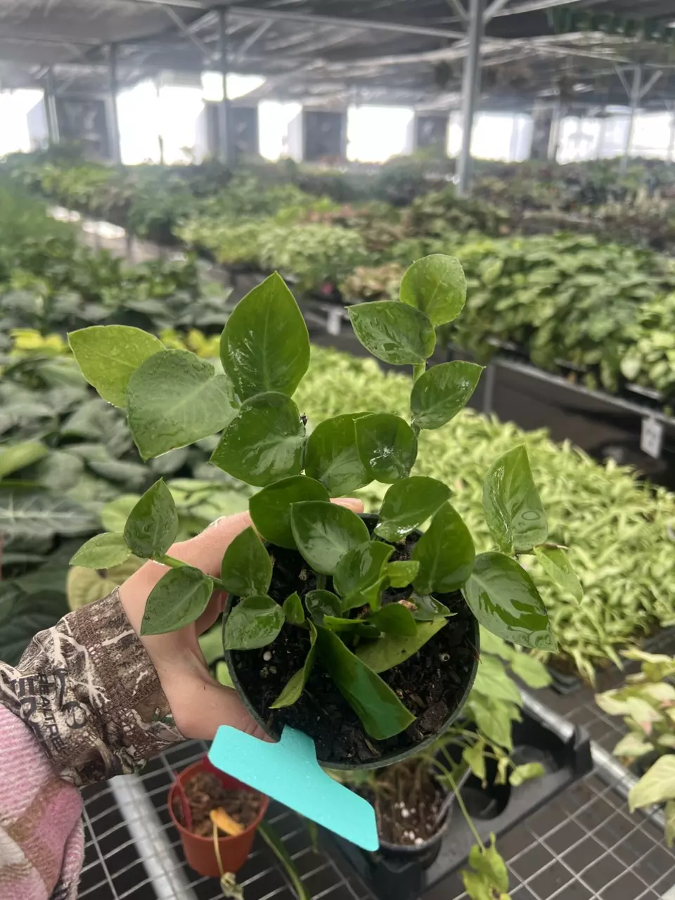 plant/Raphidiphora Korthalsii 4” pot Growers Choice-0