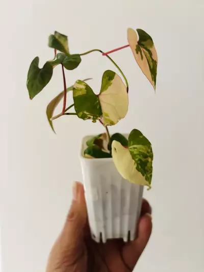 plant/Fallopia multiflora variegata plant-3-thumbnail