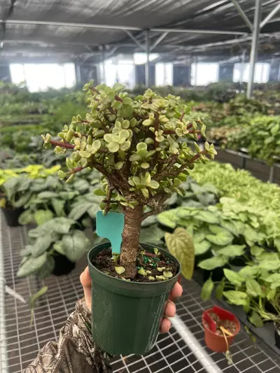 plant/Variegated Jade Bonsai 4” pot Growers Choice-6-thumbnail