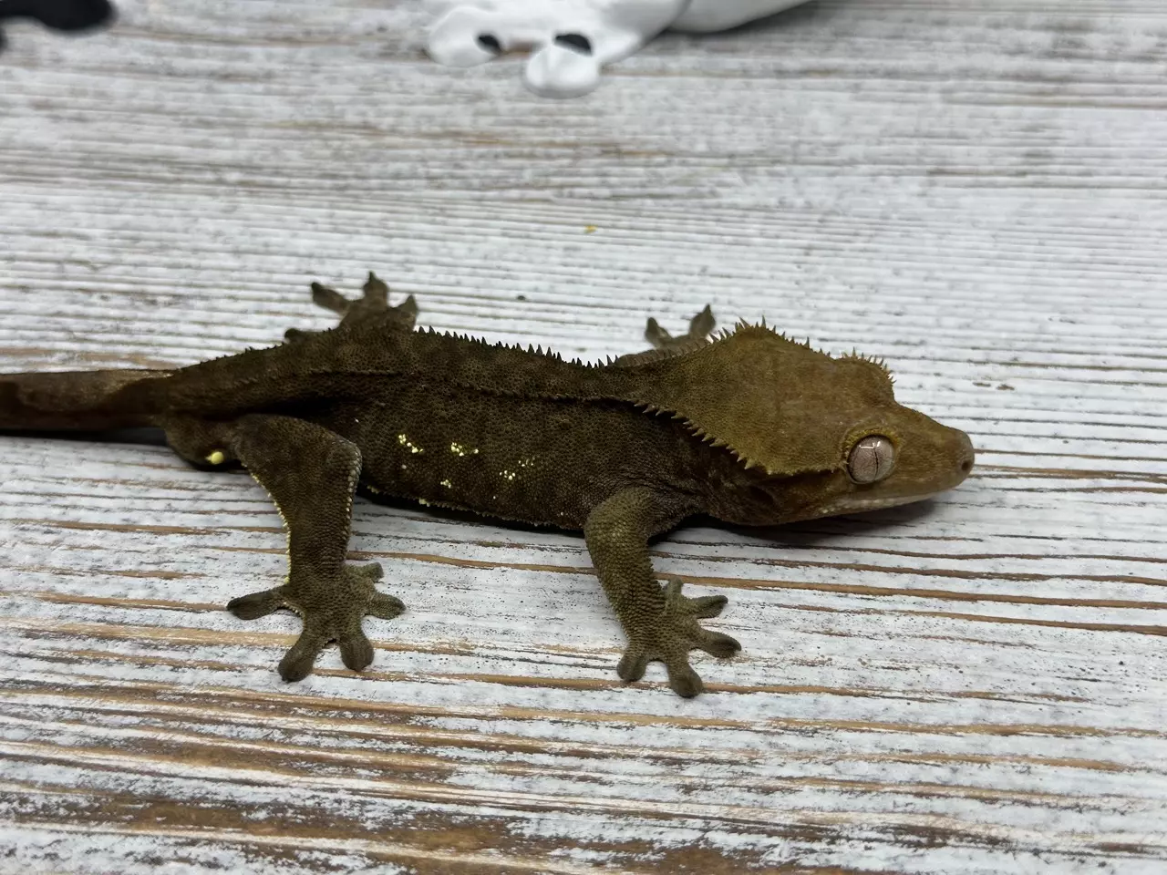 plant/444r2 Dark Phantom olive 25g male-0