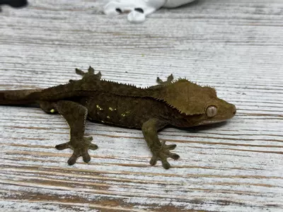 plant/444r2 Dark Phantom olive 25g male-0-thumbnail