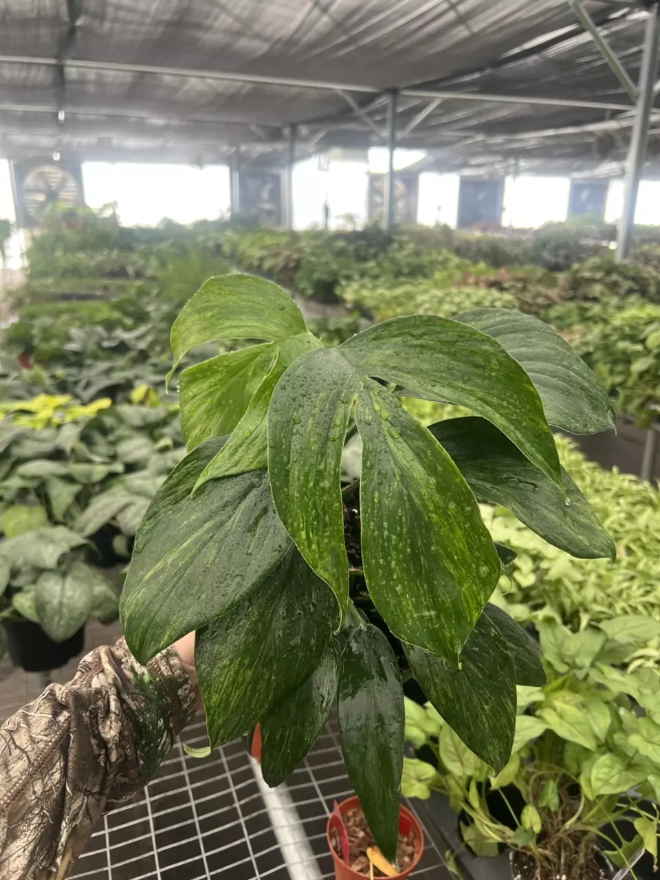 plant/Raphidiphora Variegated Dragon Tail 6” pot Growers Choice-0