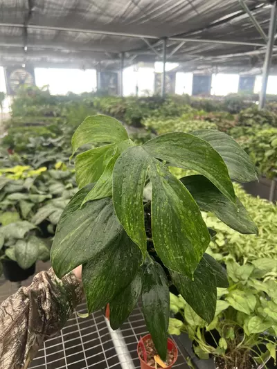 plant/Raphidiphora Variegated Dragon Tail 6” pot Growers Choice-0-thumbnail