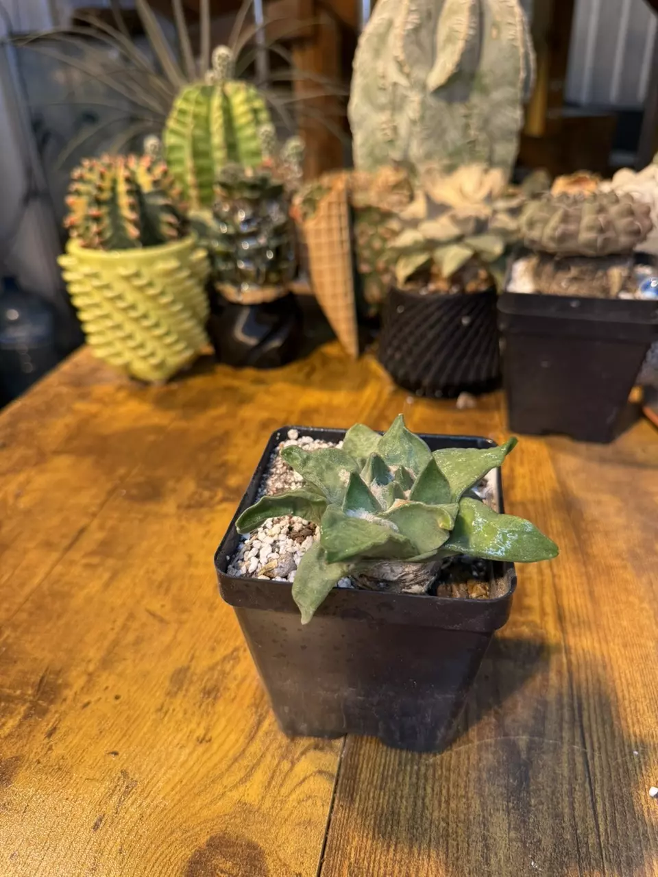 plant/Ariocarpus Retusas cv Cauliflower #1-0