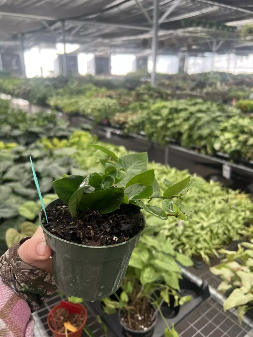 plant/Raphidiphora Korthalsii 4” pot Growers Choice-5