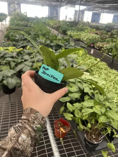 plant/Hoya Jennifer 4” pot Growers Choice-2-thumbnail