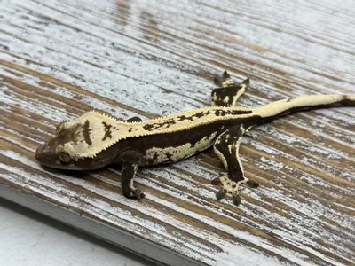 plant/647r5a 12g M black and white Het EB-1-thumbnail