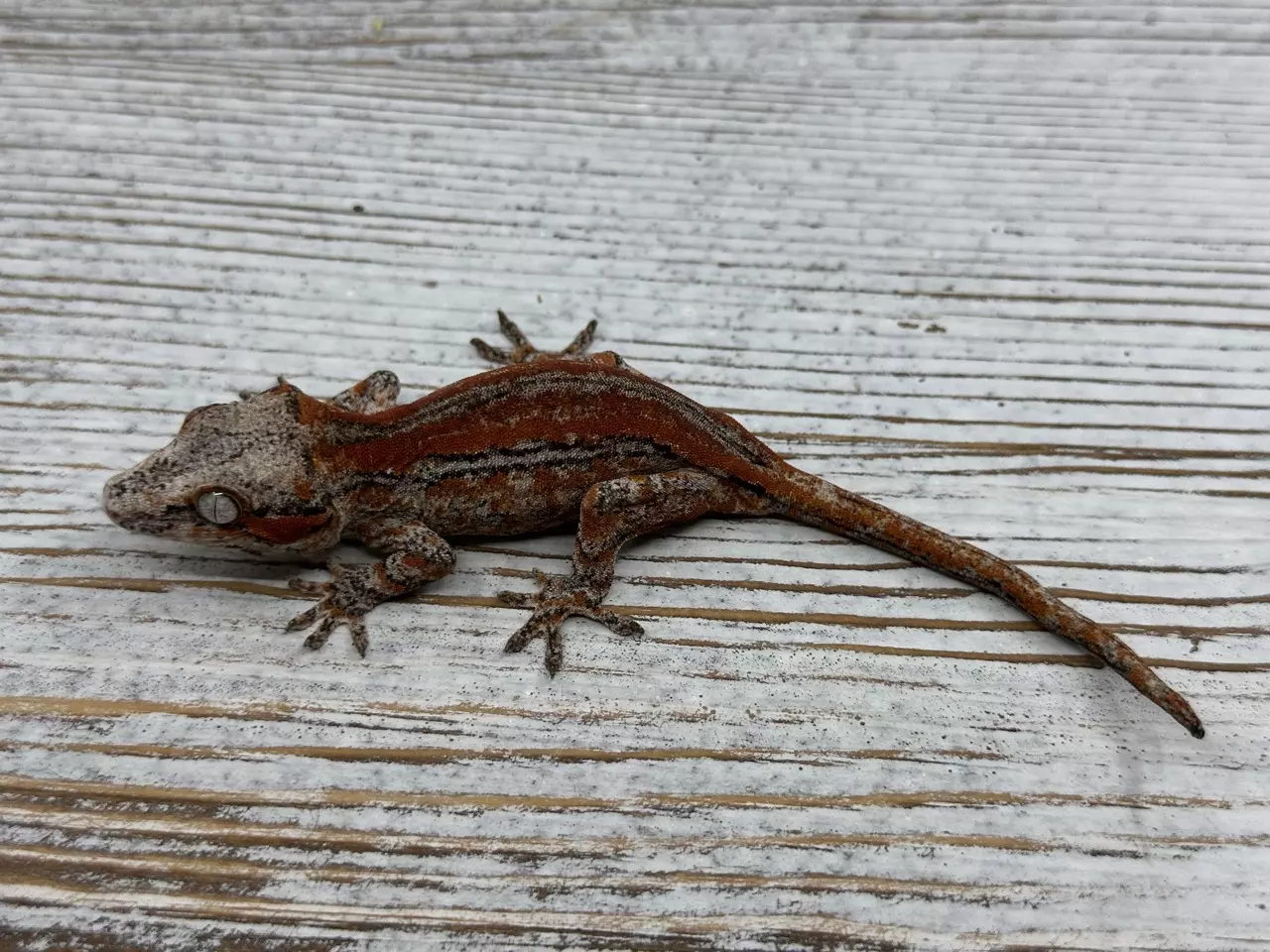 plant/628r6 Red Stripe Garg 8g NPV-1