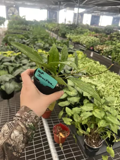 plant/Hoya Jennifer 4” pot Growers Choice-1-thumbnail