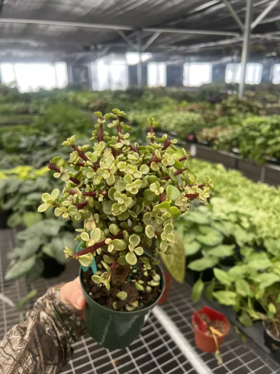 plant/Variegated Jade Bonsai 4” pot Growers Choice-1