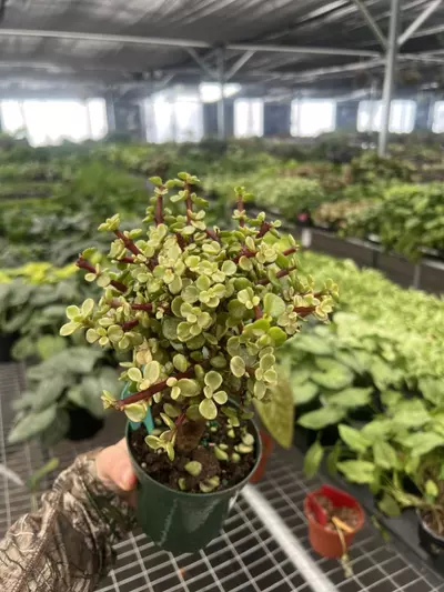 plant/Variegated Jade Bonsai 4” pot Growers Choice-1-thumbnail