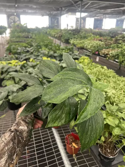 plant/Raphidiphora Variegated Dragon Tail 6” pot Growers Choice-1-thumbnail