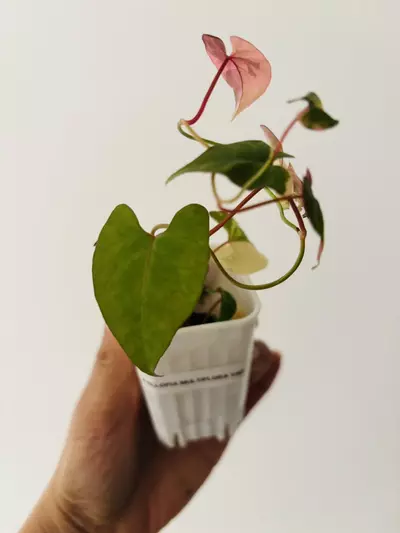 plant/Fallopia multiflora variegata plant-4-thumbnail