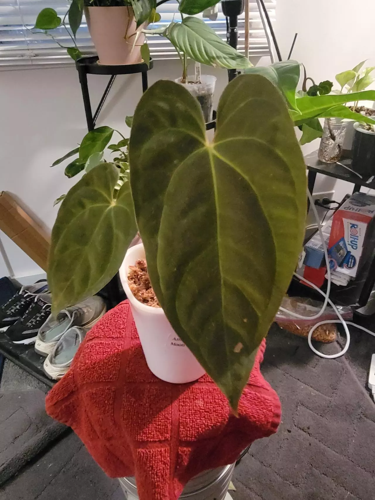 plant/💥Anthurium Midnight Moon 'Inverse crossing'
(Papillilaminum x Andean Moon-0