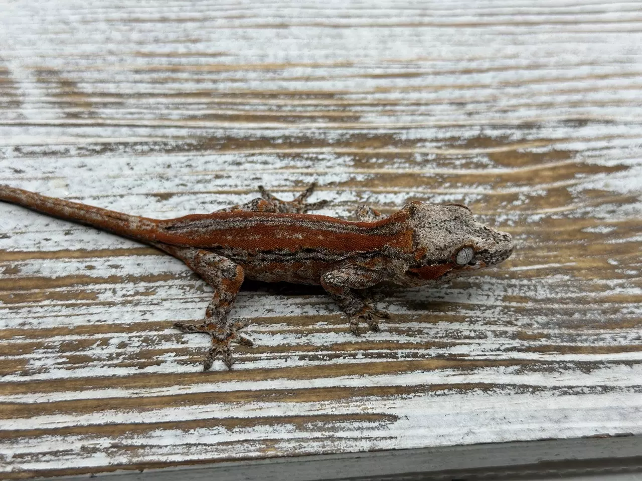 plant/628r6 Red Stripe Garg 8g NPV-0