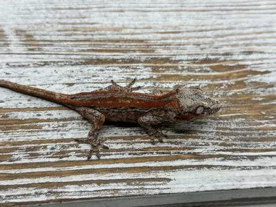 plant/628r6 Red Stripe Garg 8g NPV-0-thumbnail