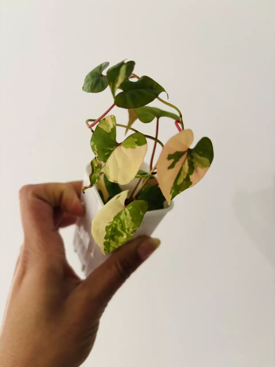 plant/Fallopia multiflora variegata plant-1