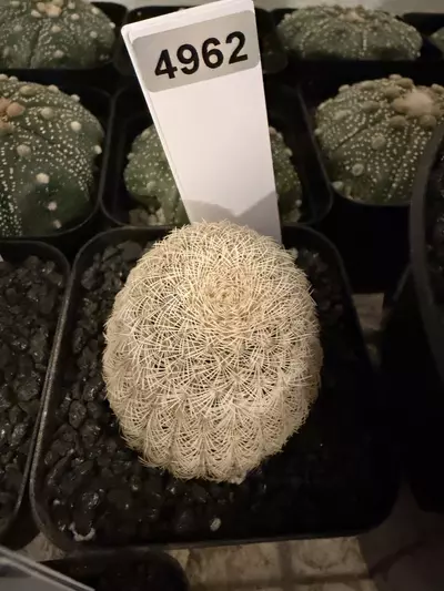 plant/4962 - Echinocereus nivosa-0-thumbnail