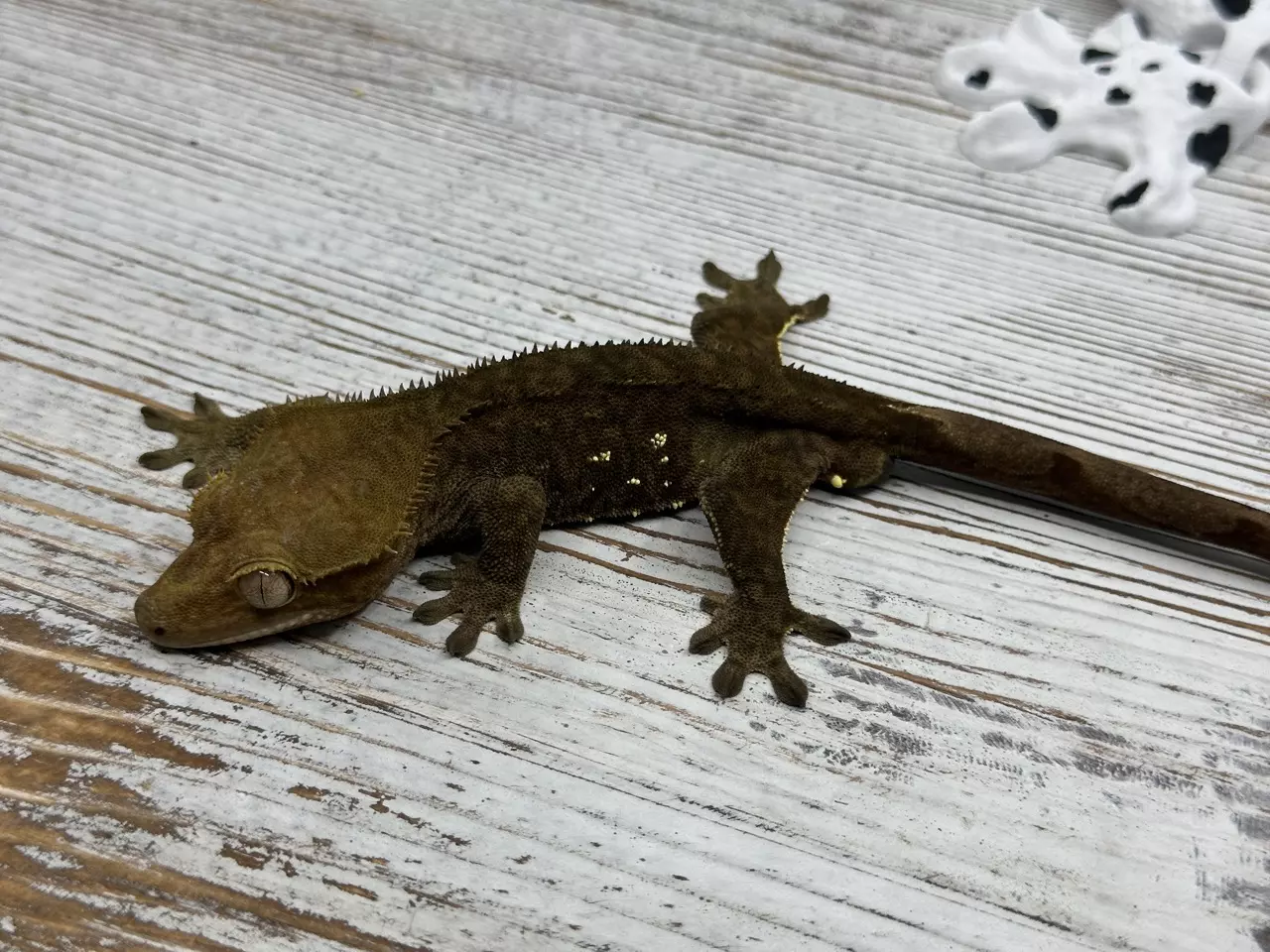 plant/444r2 Dark Phantom olive 25g male-1