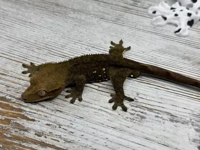 plant/444r2 Dark Phantom olive 25g male-1-thumbnail