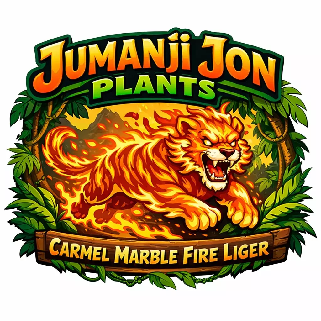 plant/Philodendron Carmel Marble Fire 🔥 Liger TC-0