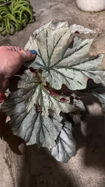 plant/Begonia looking glass-0-thumbnail