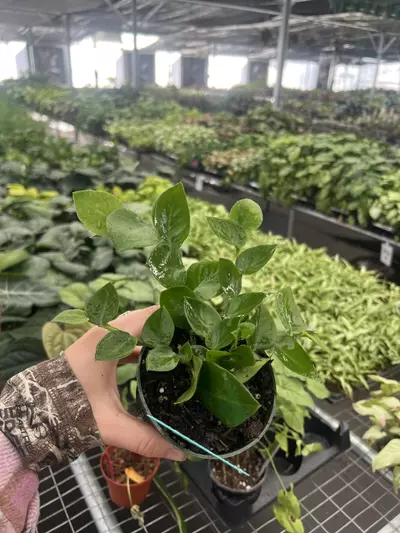 plant/Raphidiphora Korthalsii 4” pot Growers Choice-3-thumbnail