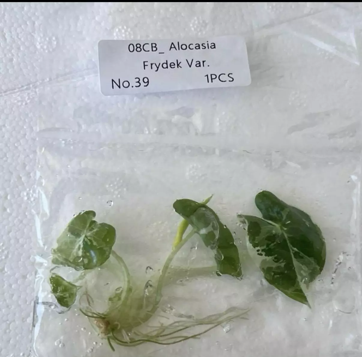 plant/Variegated Alocasia Frydrek | Tissue Culture Seedling | Rare Tropical Houseplant-1