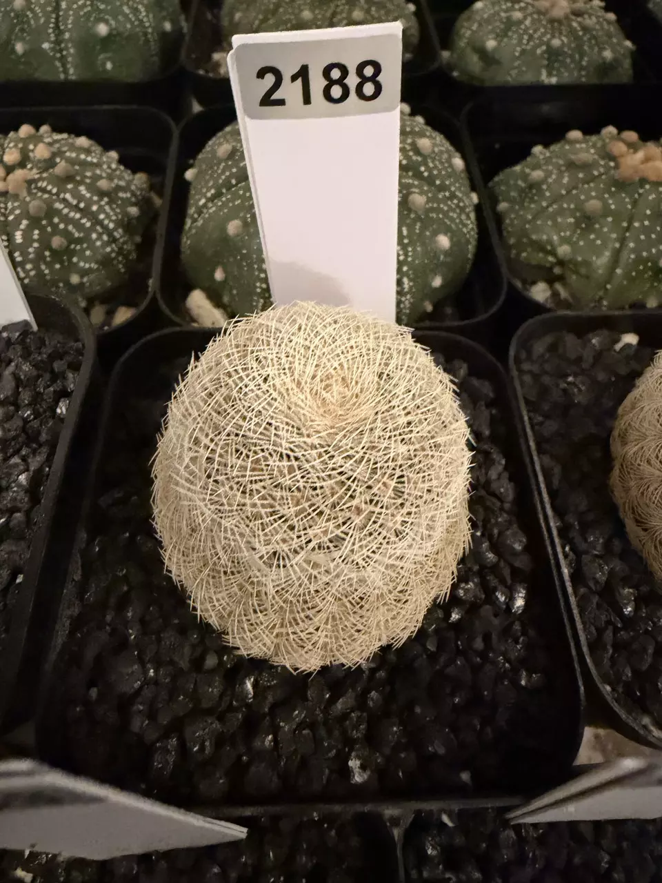 plant/2188 - Echinocereus nivosa-0