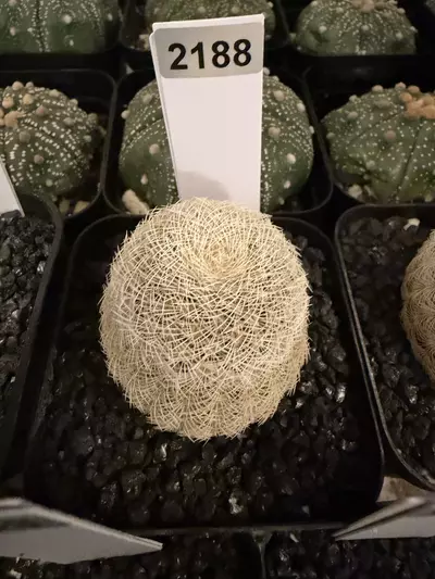 plant/2188 - Echinocereus nivosa-0-thumbnail