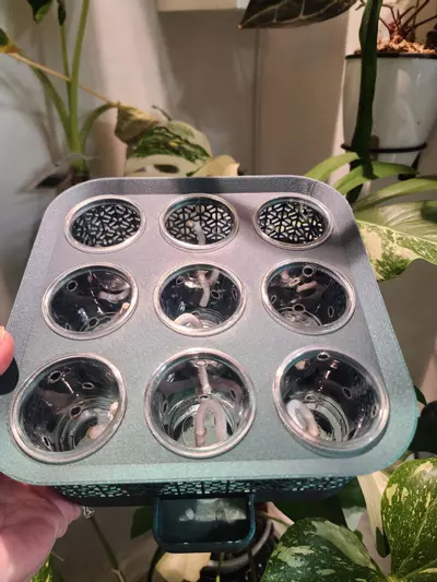 plant/Green Galaxy (color shifting) vacation tray with clear cups-1-thumbnail