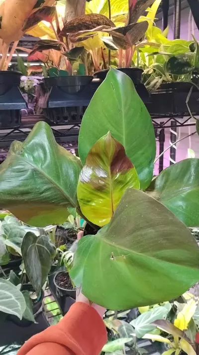 plant/Philodendron 'Red Moon' 4in GC-0-thumbnail