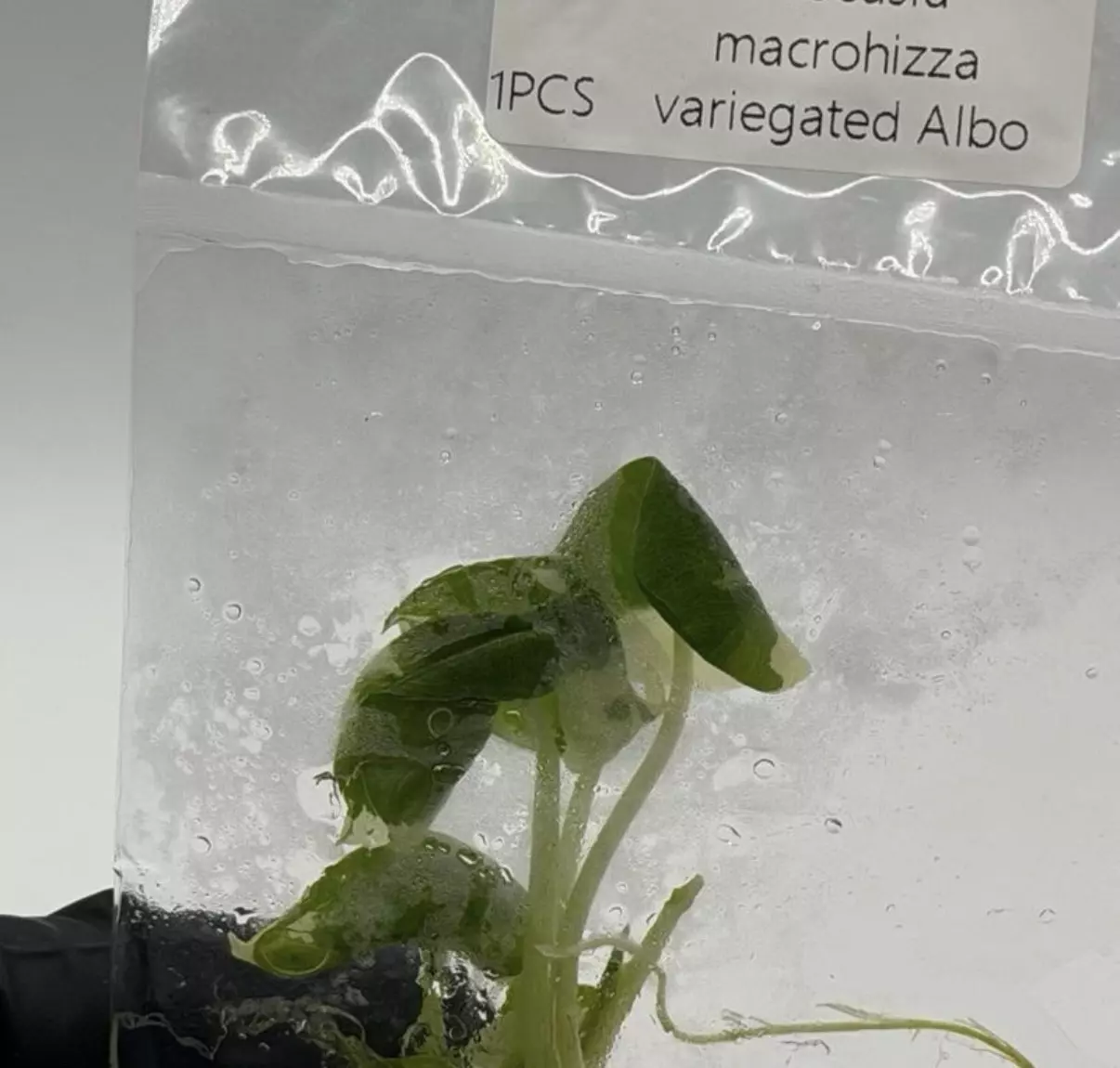 plant/Alocasia Macrorrhizos Albo – Giant Variegated Elephant Ear Tissue Culture Plant-0