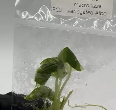 plant/Alocasia Macrorrhizos Albo – Giant Variegated Elephant Ear Tissue Culture Plant-0-thumbnail