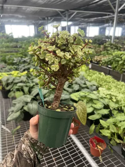 plant/Variegated Jade Bonsai 4” pot Growers Choice-3-thumbnail