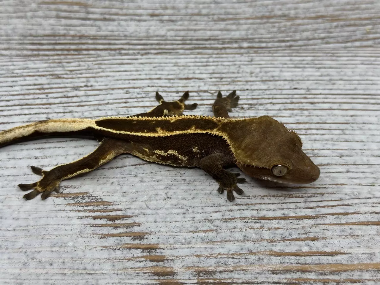 plant/355r5a 9g male Dark Head Super Eb-0