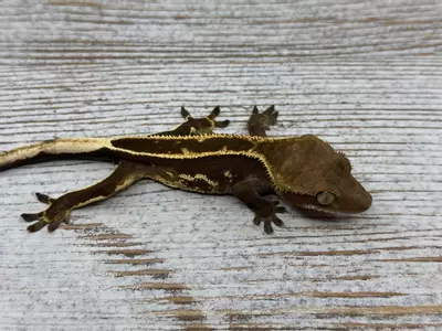 plant/355r5a 9g male Dark Head Super Eb-0-thumbnail