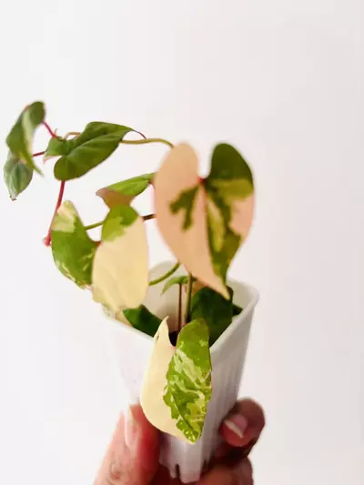 plant/Fallopia multiflora variegata plant-2-thumbnail