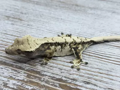 plant/371r5a 18g Male Drippy White Spot Harley HOLDBACK-1-thumbnail