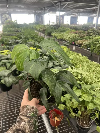 plant/Raphidiphora Variegated Dragon Tail 6” pot Growers Choice-5-thumbnail