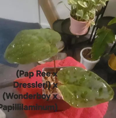 plant/Anthurium (Pap Ree x Dressleri) x (Wonderboy x Papillilaminum-0-thumbnail