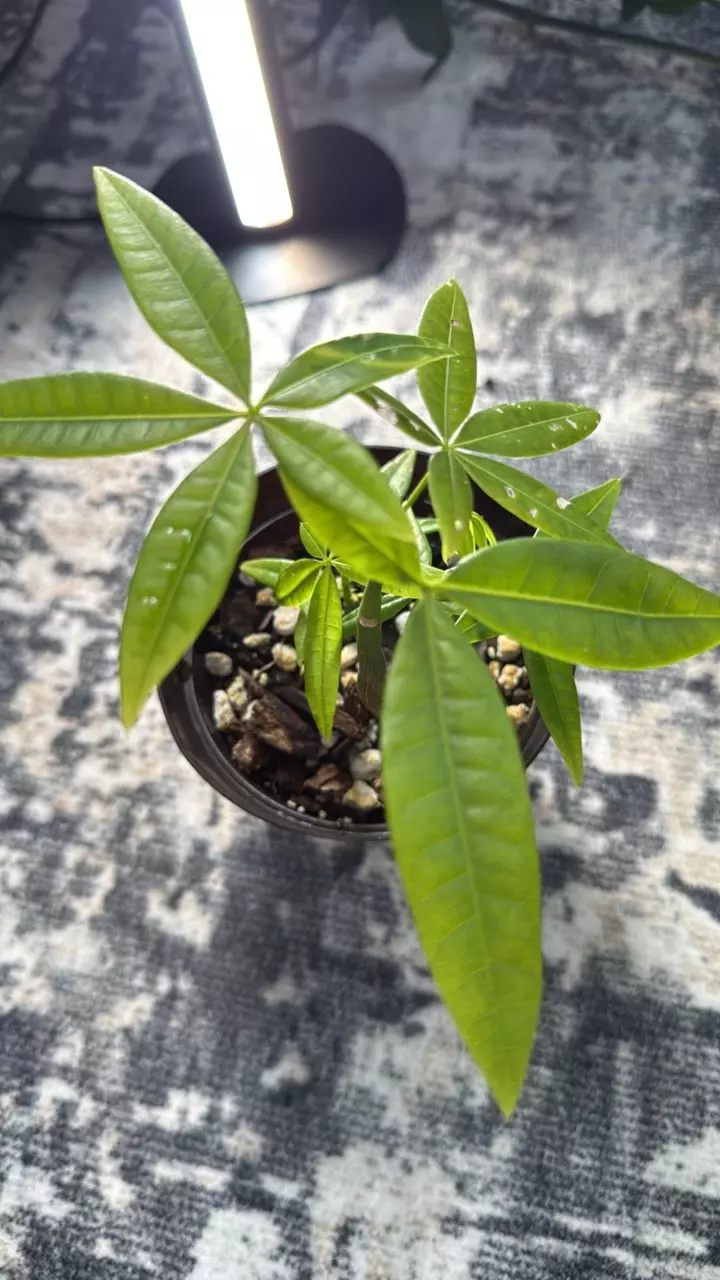 plant/Money tree 3 stems teenager-0