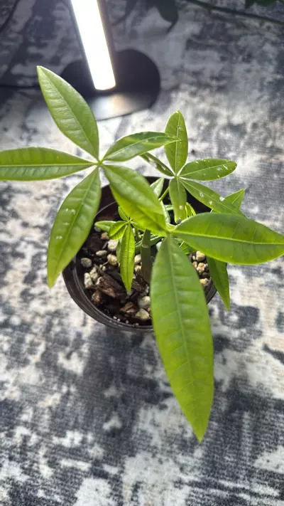 plant/Money tree 3 stems teenager-0-thumbnail