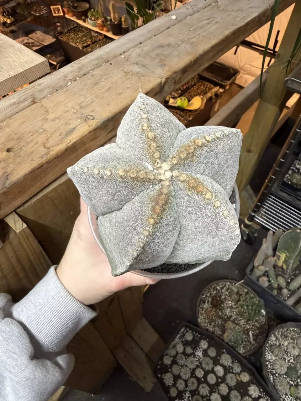 plant/5 Ribbed Myriostigma-0