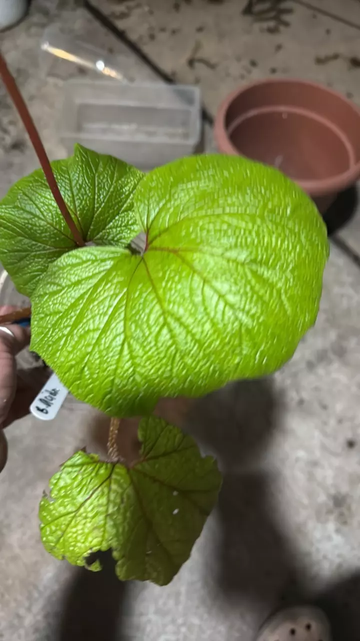 plant/Begonia Acida-0