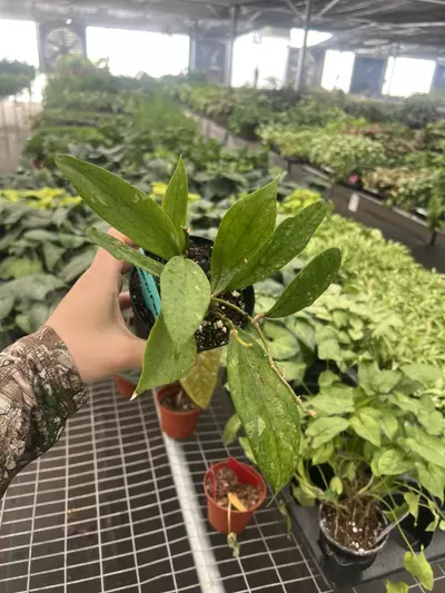plant/Hoya Jennifer 4” pot Growers Choice-6-thumbnail