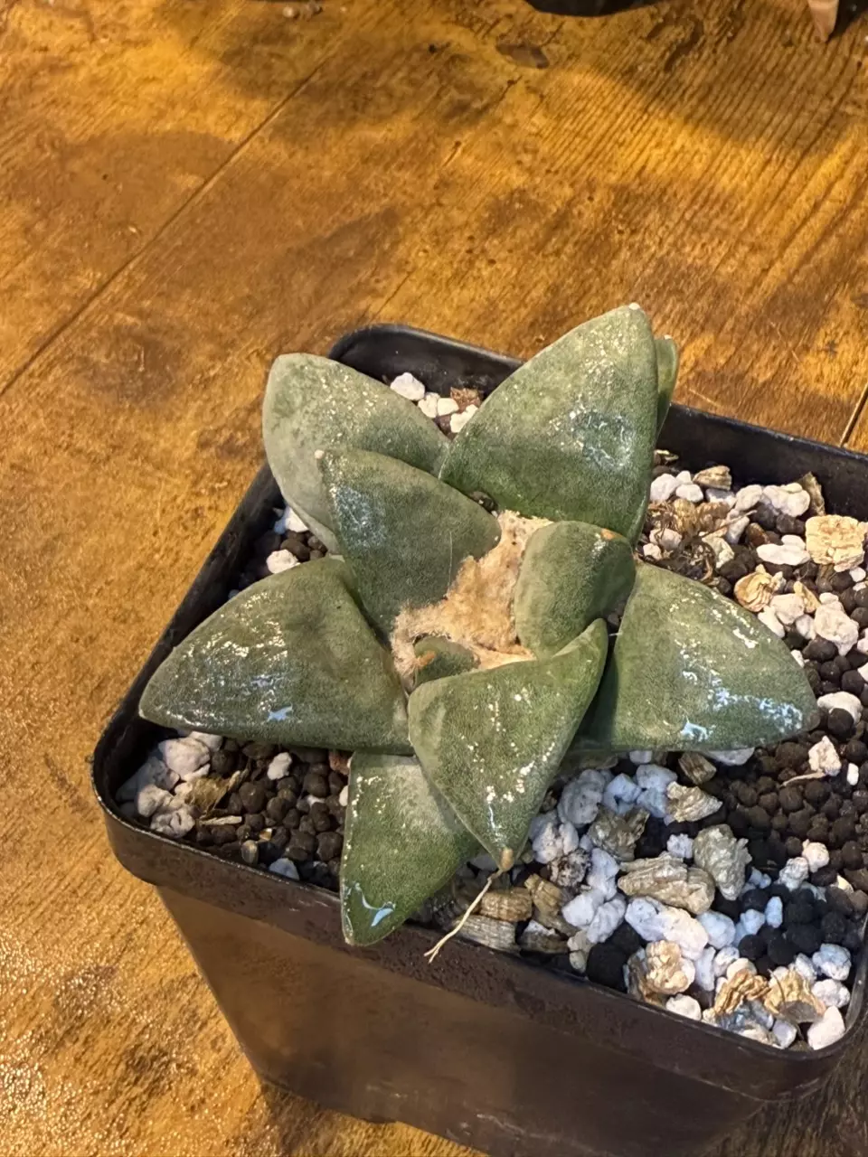 plant/Ariocarpus Retusas #2-1